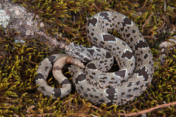 Banded Rock Rattlesnake, Crotalus lepidus klauberi