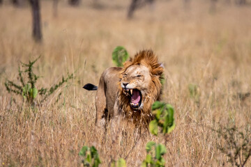 Fototapeta premium Lion in the grass