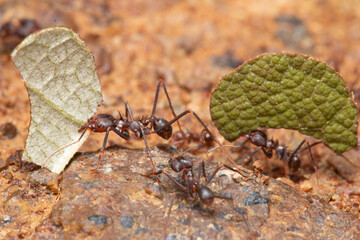 Tropical Leaf Cutter Ants, Atta species, Coastal Ecuador