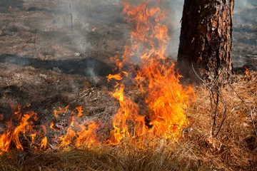 Tuinposter Prescribed fire in southern South Carolina, fire line © Nathan