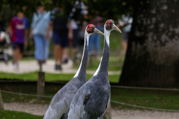 Obraz premium Grue à cou blanc