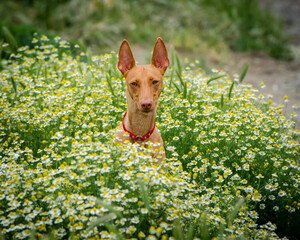 A beautiful red dog poses for a photo among tiny daisies. The breed of the dog is the Cirneco dell'Etna