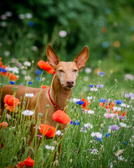 A beautiful red dog poses for a photo in a flower field. The breed of the dog is the Cirneco dell'Etna
