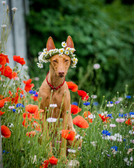A beautiful red dog poses for a photo in a wreath on a flower field. The breed of the dog is the Cirneco dell'Etna