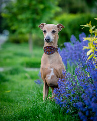 A cute dog in a collar sits among beautiful purple flowers.