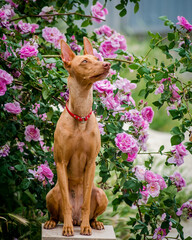 A cute red dog sits near a beautiful rose bush. The breed of the dog is the Cirneco dell'Etna