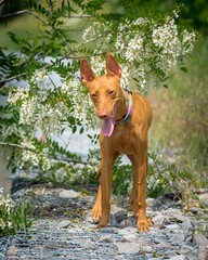 A red dog posing near a beautiful bush with flowers. The breed of the dog is the
