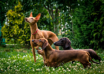 Cute dogs pose in a clearing in the garden. The breeds of the dogs are the Dachshund and Cirneco dell'Etna