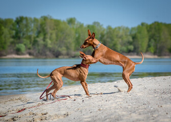 Fototapeta na wymiar Two red dogs frolic on the beach. The breed of the dog is the Cirneco dell'Etna