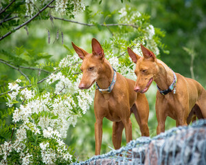 Two red dogs posing near a beautiful bush with flowers. The breed of the dog is the Cirneco dell'Etna