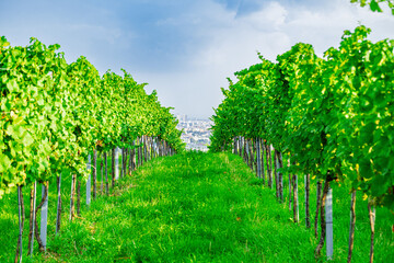 Vineyard rows on a hill in Vienna Austria Nusserg area, View on Vienna City