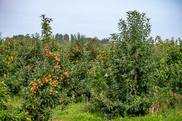 Fototapeta na wymiar Harvesting time in fruit region of Netherlands, Betuwe, Gelderland, plantation of apple fruit trees in september, elstar, jonagold, ripe apples