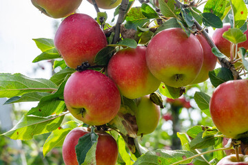 Harvesting time in fruit region of Netherlands, Betuwe, Gelderland, plantation of apple fruit trees...