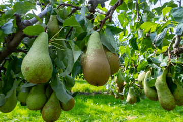 Green organic orchards with rows of Conference  pear trees with ripening fruits in Betuwe,...