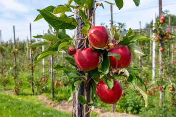 Harvesting time in fruit region of Netherlands, Betuwe, Gelderland, plantation of apple fruit trees in september, elstar, jonagold, ripe apples