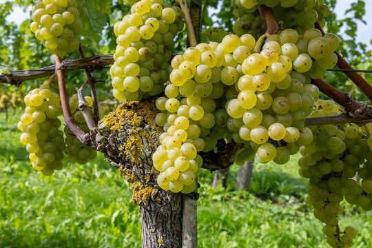 Wine making in Netherlands, ripe white and rose  wine grape Cabernet Blanc ready for harvest on Dutch vineyards in Betuwe, Gelderland
