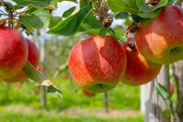 Harvesting time in fruit region of Netherlands, Betuwe, Gelderland, plantation of apple fruit trees in september, elstar, jonagold, ripe apples