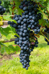 Wine making in Netherlands, ripe black red wine grape ready for harvest on Dutch vineyards in Betuwe, Gelderland