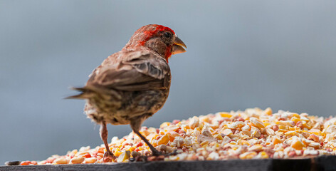 House Finch