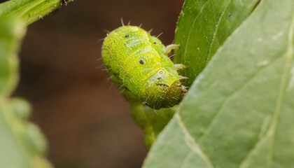 Caterpillar