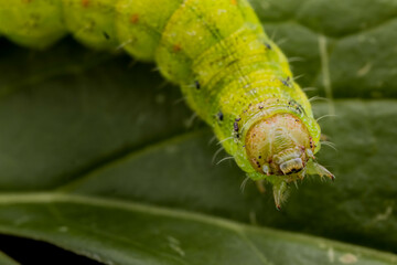 Caterpillar