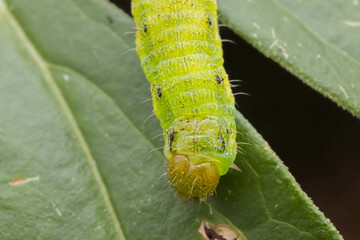 Caterpillar