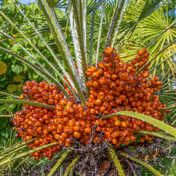 Grappe de fruits de palmiers