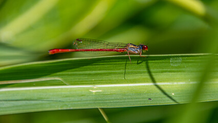 Libellule rouge posée sur une feuille de roseau
