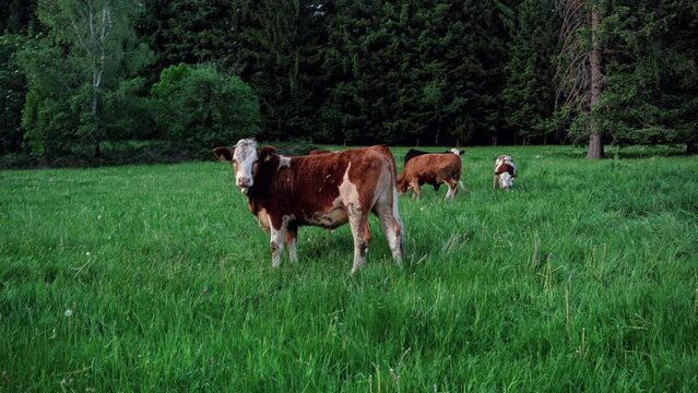Cow in foreground passes and then briefly looks at camera while other cows enjoy grass.