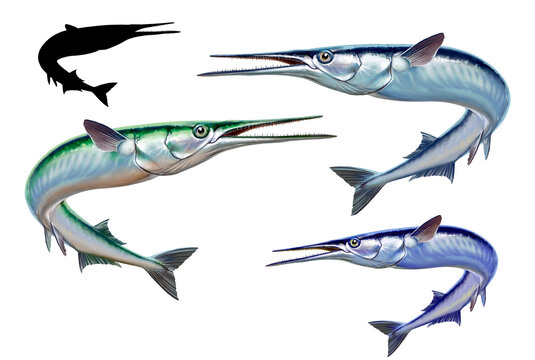 Large set of fishes silhouette. Garfish or Beakfish or Needlefishin motion jumps out of the water. Sea Pike illustration isolate realistic.