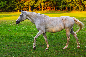 Obraz na płótnie Canvas white horse He's walking on the lawn