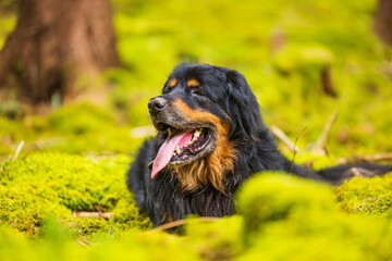 Fototapeta premium black and gold Hovie resting in the forest in the shade on the moss