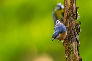Eurasian nuthatch, (Sitta europaea) climbs upside down