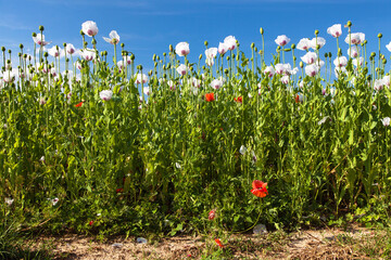 White opium poppy papaver somniferum weeded red poppies - obrazy, fototapety, plakaty