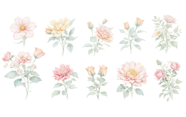 Watercolor flowers on a white background without shadows for illustration.