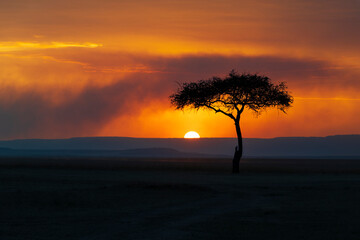 panoramic view of savannah landscape in kenya with silhuette of umbrella acacia at sunset 