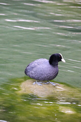 Eurasian coot sitting in the stone coming out of the lake 