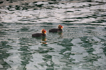 Two young chicks of Eurasian coot swimming on the lake