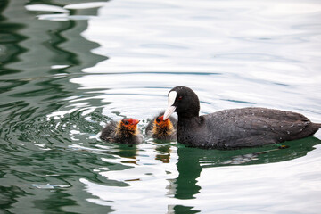 Black Coot chicks asking for food from their mother