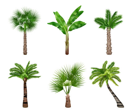 Palm tree realistic. Exotically trees collection decent vector pictures collection isolated