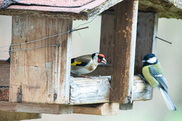 Red Bullfinch and Great Tit eating at a birdhouse