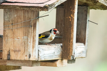 European Goldfinch inside the bird house