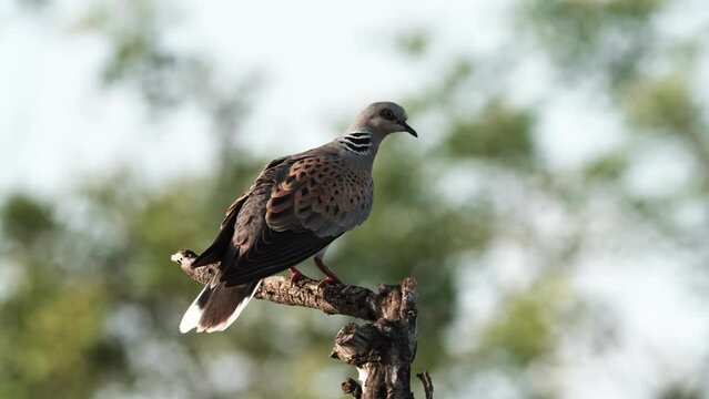 European Turtle Dove preening on branch