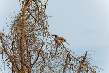 African Grey Hornbill Tockus nasutus Widespread Farmer Bird