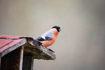 Red Bullfinch sittingat a bird house