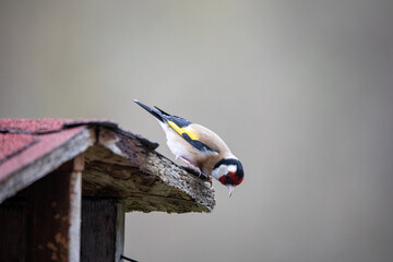 European Goldfinch at roof of a birdhouse