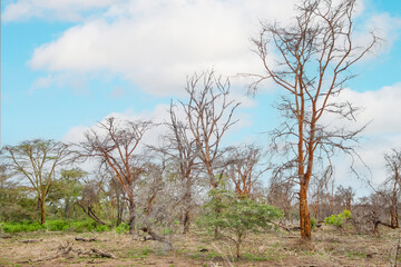 dead trees stand in lake in Africa. Global warming