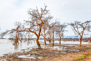 dead trees stand in lake in Africa. Global warming