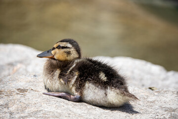 Young duckling resting in sun on heated stone