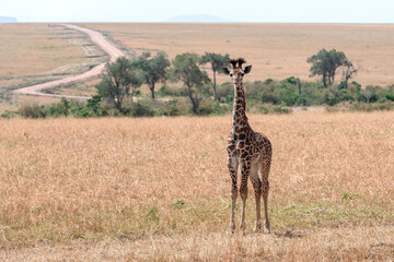 baby giraffe facing the camera at game drive in the savannah of Kenya